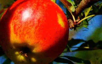 apple fruit the fall